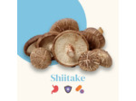 Shiitake gélules-défenses naturelles et équilibre métabolique-French Mush