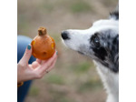 Sticks dentaires au saumon pour chiens - Taille moyenne