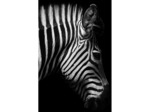 Toile zèbre noir blanc 66x95cm
