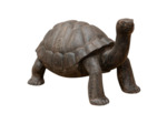 Grande Tortue en Bois Massif marron 50cm