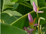 Musa Tropicana - Bananier nain comestible