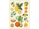 Affiche Cavallini