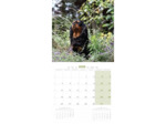 Calendrier chien 2025 - Cavalier King Charles - Martin