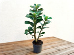 Plant d'Adenium obesum ou Rose du désert