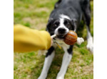 Balle dentaire flottante avec corde pour chien