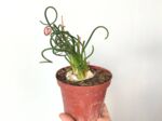 Albuca spiralis - Plant d'Albuca spiralée