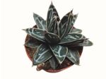 Agave victoriae-reginae - Agave de la Reine Victoria