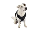 Harnais Bobby confort noir pour chiens