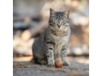 Balle pour chat en résine organique naturelle