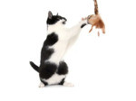 Canne à pêche pour chat