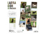 Calendrier chien 2025 - Labrador - Martin