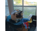 Jouet pour chat - Méduse