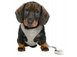 Harnais souple pour chiot avec laisse - 26/34cm-10mm