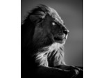 Lion in compliance II - Laurent Baheux