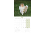 Calendrier chien 2025 - Shetland - Martin