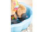 Canard Jouet rafraîchissant pour chien CoolPets Ring O'Ducky Fleurs