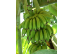 Bananes longues séchées-100g-Les Accents du Soleil