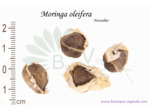 Graines de Moringa oleiferea - Neverdier