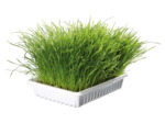 Herbe à chat en barquette - 100g