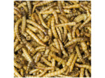 JR FARM, Vers de farine - 70g