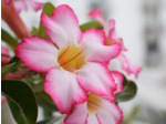 Plant d'Adenium obesum ou Rose du désert