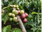 Plants de caféier ou Coffea arabica