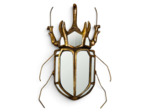 Miroir Scarabée Rhinocéros Doré résine 37x6x25cm