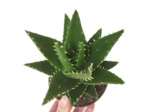Aloe mitriformis - Aloe perfoliata