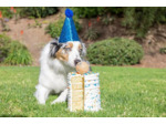 Balle Confettis Anniversaire chien