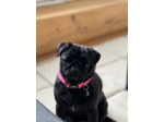 Collier Nylon Fuschia pour chien