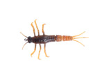 3D TPE mayfly nymph 5cm savage