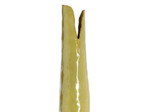 Vase Mesa céramique vert 20x19x92cm