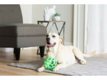 Balle pour chien JW Hol-ee Roller Vert - Jouet flottant et rebondissant