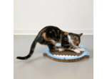 Griffoir pour chat TIAKI Requin