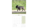 Calendrier chien 2025 - Bouledogue français - Martin