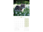 Calendrier chat 2025 - Chats - Martin