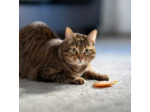 Jouet en résine organique naturelle pour chat Fish