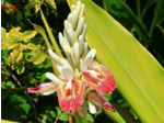 Plant de Grand galanga - Alpinia galanga L.