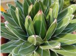 Agave victoriae-reginae - Agave de la Reine Victoria