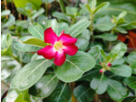 Plant d'Adenium obesum ou Rose du désert