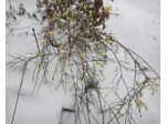 Jasminum nudiflorum - Jasmin d'hiver