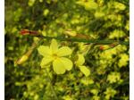 Jasminum nudiflorum - Jasmin d'hiver