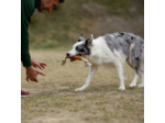 Bâton en résine organique naturelle avec corde pour chien
