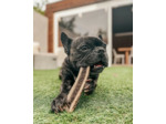 Bois de cerf tranché pour chiens