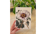 Affiche botanique - Pivoine blanche