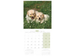 Calendrier chien 2025 - Chiots - Martin