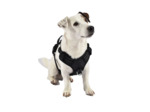 Bobby - Harnais confort noir pour chiens