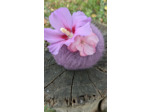 Pelote FLOCON (80% Kid mohair 20% soie) - Mauve