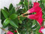 Plant de Dipladénia rouge - Mandevilla Red