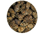ALDER CONES - 50 pièces